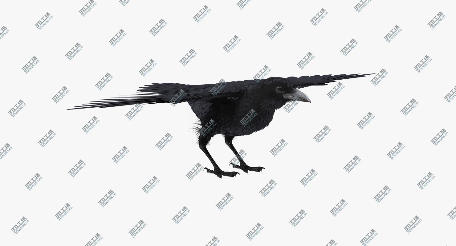images/goods_img/2021040162/Common Raven Rigged 3D model/4.jpg
